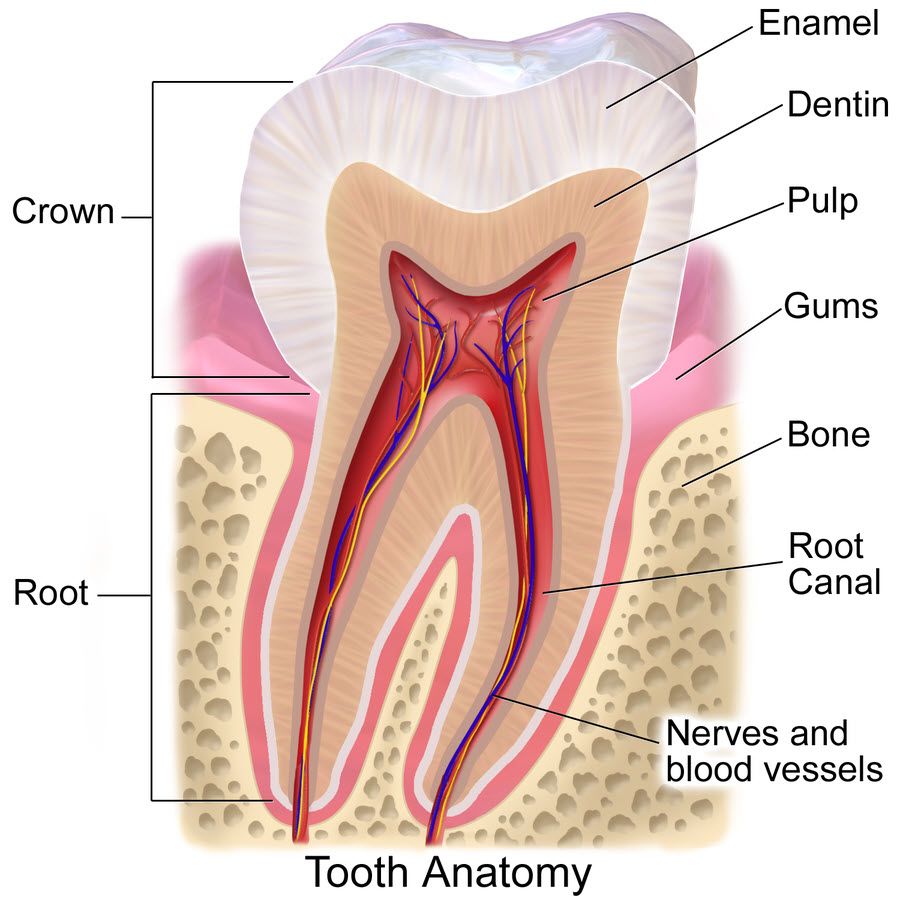 Tooth root anatomy